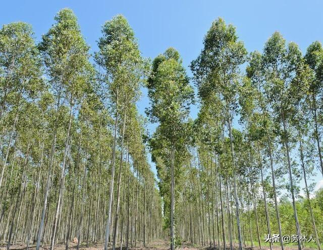国家林业和草原局关于禁止种植速生桉树及相关林木业规范建议复文