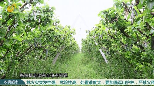V字型栽培 梨树高产品质优