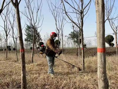 宝丰县:加强林木管护 筑牢生态屏障