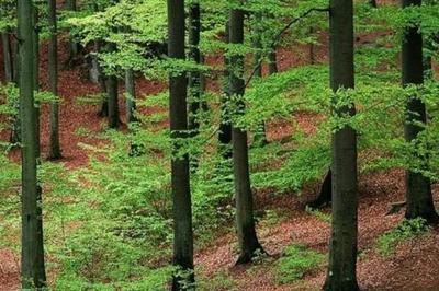 林木育种和育苗区别在哪里 林木育种的主要特点